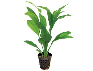Planta de acvariu Echinodorus Bleheri