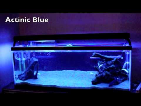 Neon acvariu Aqua Zonic Super  Actinic Blue T8 15W