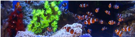 Ocean Free Decor Reef Siliconic Y74