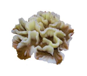 Decor corali albi artificiali pentru acvariu