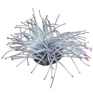 Anemona coral sidefiu ofera un efect vizual spectaculos in orice acvariu. Realizata din silicon rezistent, este o anemona silicon acvariu ideala. Combinatia cu decor corali artificiali pentru acvariu transforma habitatul intr-un ornament acvariu unic si atragator.