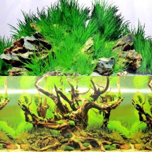 Fundal acvariu 2 fețe: Comori subacvatice / Arbore cu moss 30 cm X 1 metru