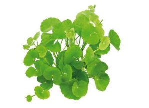 Planta de acvariu Hydrocotyle leucocephala