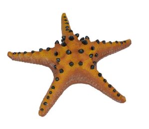 Boyu decor acvariu stea de mare maro 23 x 23 x 7 cm