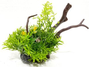 Buchet plante decorative acvariu cu ramuri lemn