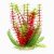 Plante acvariu rosii 18 cm Red Egeria