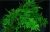 Planta acvariu Christmas Moss ( Vesicularia dubyana )
