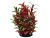 Planta artificiala acvariu Ludwigia rosu cu verde 18 cm